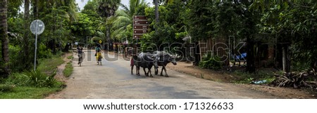 SIEM REAP, CAMBODIA- SEPT 20: The water buffalo being led between rice paddys in Siem Reap, Cambodia, September 20th  2013, Siem Reap, Cambodia, The water buffalo driver moving his working bullocks
