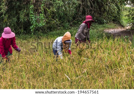 SIEM REAP, CAMBODIA-SEPT 24: Local agricultural workers tending a crop of rice September 24th, 2013, Siem Reap. These local farm workers make a living from the fields to feed their families