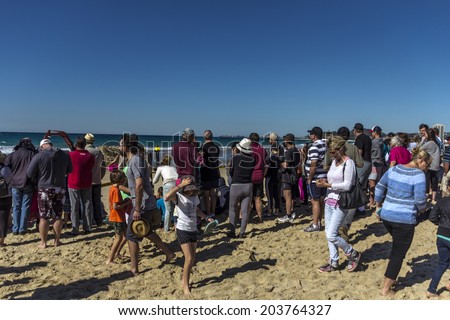 PALM BEACH,QUEENSLAND, AUSTRALIA-9th JULY 2014:-Sightseers flock to see  stranded whale, July 2014 in Australia. Tourists flock to see the stranded humpback whale before the refloating on high tide