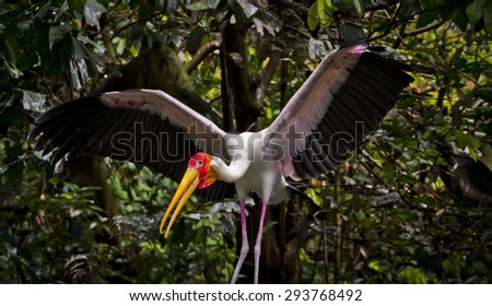 the yellow billed, or masked stork, a native of Africa and Madagascar