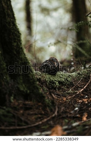 Similar – Foto Bild hey Schnecke