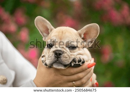 Similar – Image, Stock Photo Fawn French Bulldog Puppy Looking at Camera