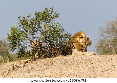 Lion and Lioness at Kruger National Park
