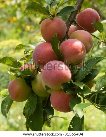 Fruits of Plum Tree