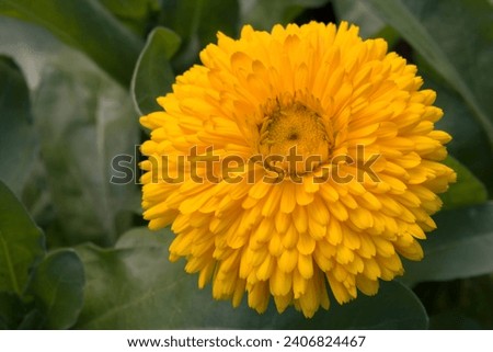 Similar – Image, Stock Photo Bright yellow calendula in front of bright blue