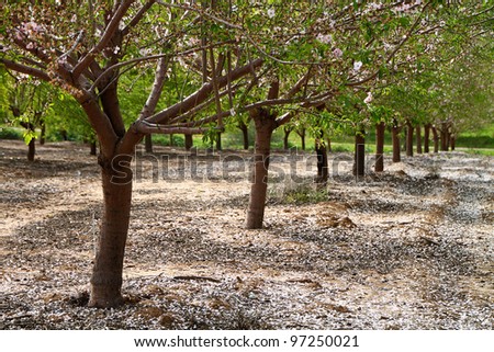 Almond trees rows background for different uses