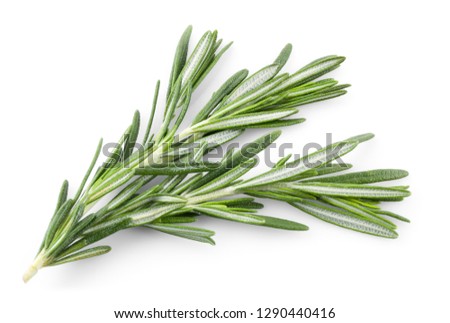 Rosemary isolated. Rosemary on white. Top view.