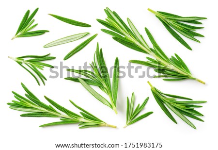 Rosemary isolated on white background. Full frame rosemary top view. Green herbs isolated on white.