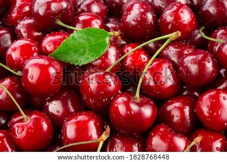 Cherries. Cherry background. Fruit background. Wet cherry with leaves and drops.