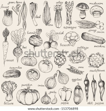 Collection of hand-drawn vegetables, vector illustration in vintage style.
