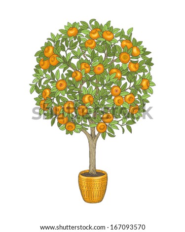 Mandarin Tree In Flowerpot, Hand Drawn Color Illustration. - 167093570 ...