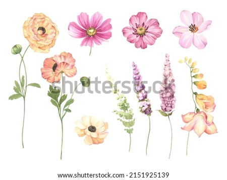 Floral set of delicate flowers and branches, watercolor isolated collection with ranunculuses, tulip, cosmos flower, dahlia and freesia. Illustration on white background, botanical design elements. Photo stock © 
