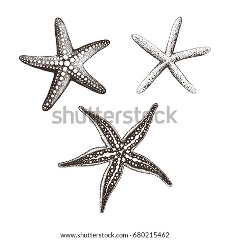 Collection of Starfish hand drawn, vector illustration.
