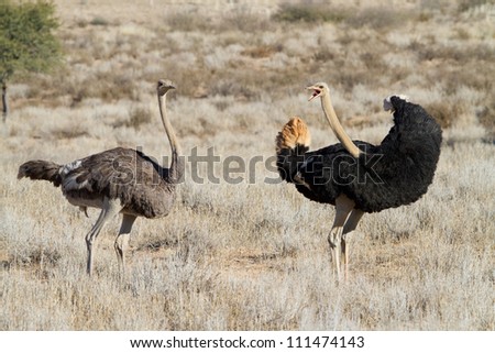 A male ostrich turning around to shout at a female ostrich