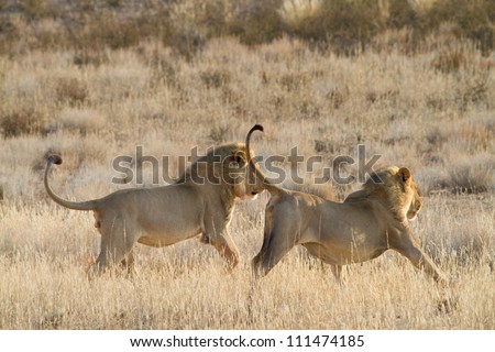Two male lions chasing each other in the grass