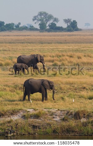 A small herd of African elephants feeding on an open plain next to the Chobe River, Botswana