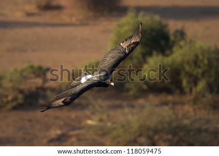 A majestic black eagle flying over the African savanna