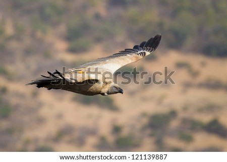 A cape vulture with a yellow research tag on its right wing