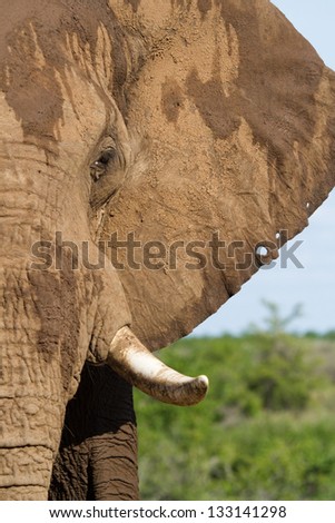A close up of an African elephant bull's face
