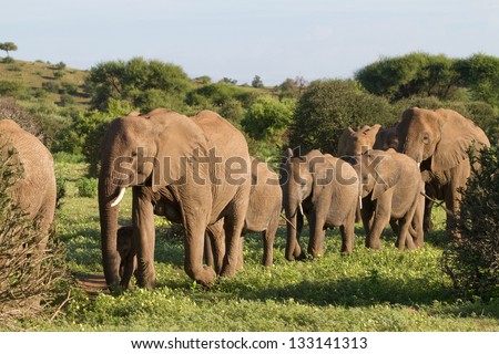 A herd of African elephants walking in single file in Botswana\'s Mashatu Game Reserve