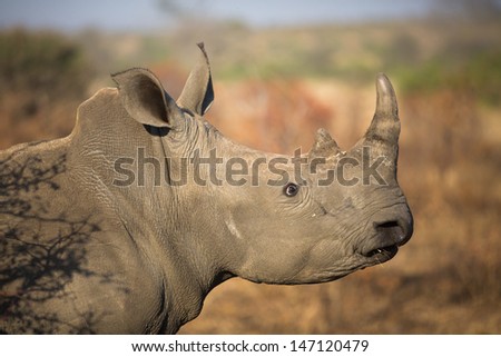 The face of an alert white rhinoceros in the Kruger National Park, South Africa