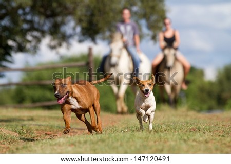 Similar – Foto Bild Loveling Dog Freude