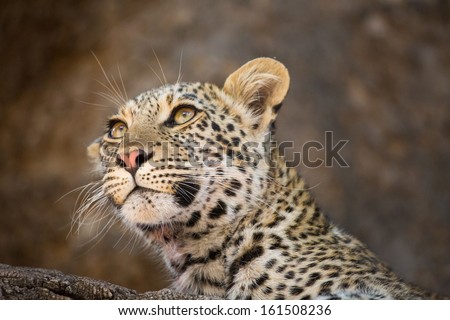 A close up of a healthy young leopard\'s face