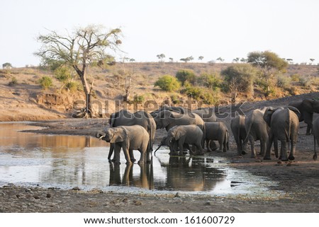 A large herd of African elephants drinking at a natural pool in a dry riverbed