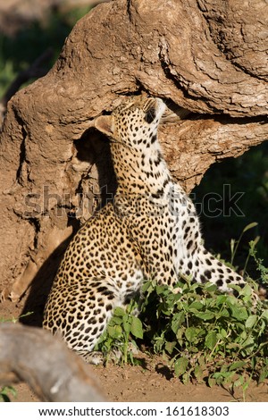A female leopard sniffs a tree trunk after she rubbed it with her head as part of a territorial display
