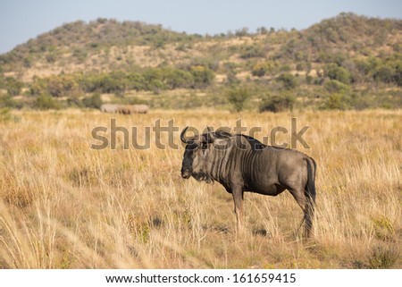A large, healthy blue wildebeest standing in an open grassy plain with a herd of white rhinos out of focus in the mountainous background