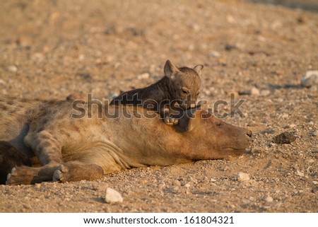 A small, black hyena cub plays on its mother's head and bites her ear