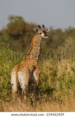 Full length, over the shoulder image of one young giraffe, Giraffa camelopardalis, in the Kruger National Park, South Africa