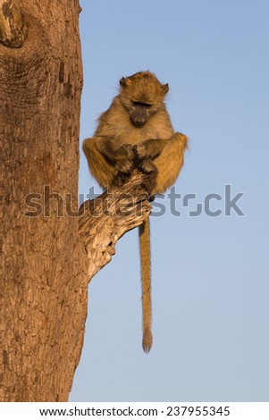 A young baboon, Papio ursinus, perched on a broken branch in golden light, staring at his own cupped hands in his lap. Hwange National Park, Zimbabwe.