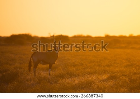 One gemsbok standing in a field of dry grass at sunset in the Central Kalahari