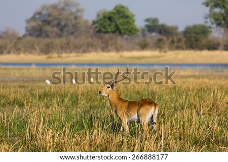 An alert red lechwe standing in the green reeds beside the waters of the Okavango delta