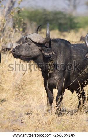 Side profile of a buffalo bull