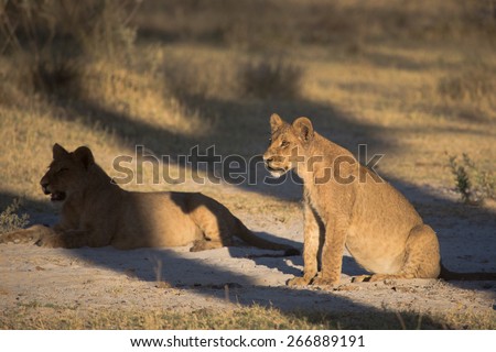 Two lion cubs, one in the light and one in shadow, staring intently.