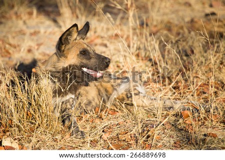 A wild dog panting in the long dry grass of the Okavango