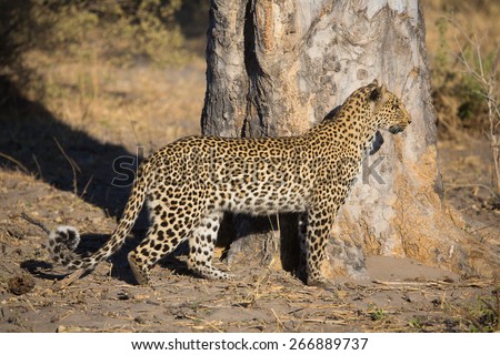 A leopard stops to watch something in the distance in the Linyanti swamps