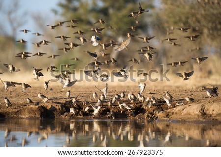 A flock of red-billed queleas taking flight from a waterhole in Mashatu, Botswana.