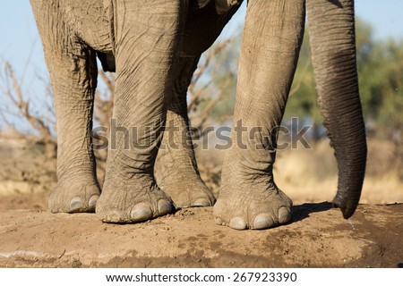 A horizontal, close up, colour photo of an elephant\'s legs, feet, toes and trunk at a waterhole in the Tuli block, Botswana.