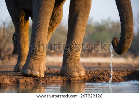 A cropped, horizontal photo of the legs, feet, toes and trunk of an elephant bull drinking at a waterhole in the Tuli block, Botswana.