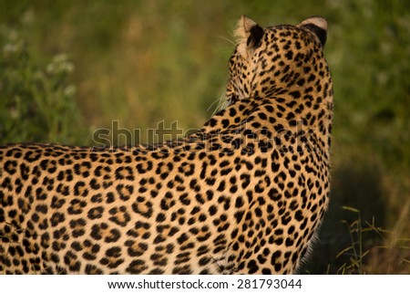 A horizontal, cropped, colour photo of the back of a leopard, showing off its golden, spotted fur.