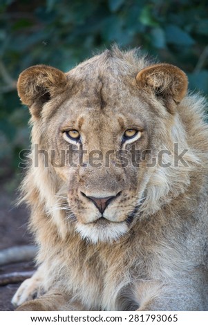 A close-up, colour photograph of a sub-adult lion staring into the camera