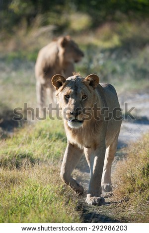 A vertical, color image of a young lion walking down a game trail toward the camera with an out of focus lion in the background, in Machaba, Botswana.