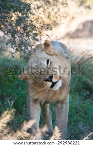 A vertical, colour image of a young lion shaking his head in Machaba, Botswana.