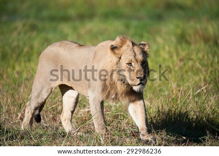 A horizontal, colour image of a grumpy, sub-adult male lion striding through green grass in side light, in Machaba, Botswana.