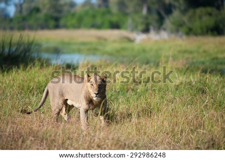A horizontal, color image of a sub-adult lion walking through green grass beside a body of water, at Machaba, Botswana.