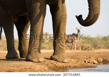 A close up, cropped, horizontal colour image of the body, legs trunk and tail, of an elephant with an out-of-focus kudu doe in the background on Mashatu Game Reserve, Northern Tuli, Botswana.