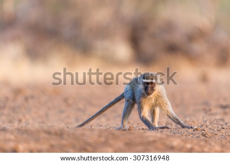 A colour photograph of vervet monkey, Chlorocebus pygerythrus,about to run and looking into the camera in Mashatu Game Reserve, Northern Tuli, Botswana.